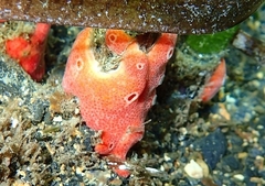 Didemnum coccineum