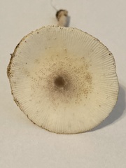 Fungi