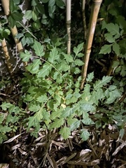 Koelreuteria paniculata