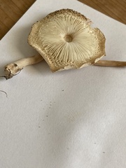Fungi