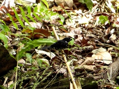 Sporophila corvina