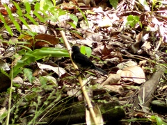 Sporophila corvina
