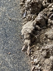 Myrmeleontini