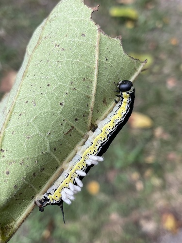 Catalpa sphinx