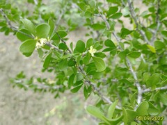 Schaefferia cuneifolia