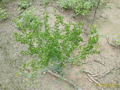 Schaefferia cuneifolia