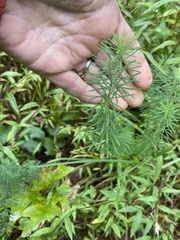 Euphorbia cyparissias
