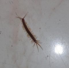 Lithobius forficatus