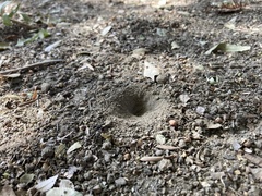 Myrmeleontini