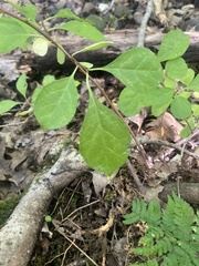 Celastrus orbiculatus