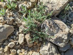 Hebecarpa macradenia