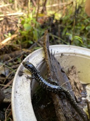 Plethodon glutinosus