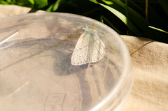 Glaucopsyche lygdamus