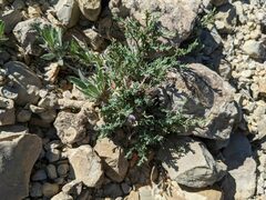 Hebecarpa macradenia