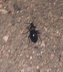 Carabus