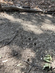 Myrmeleontini