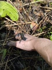 Plethodon glutinosus