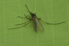 Culicinae