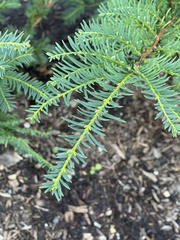 Taxus baccata