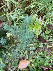 Euphorbia cyparissias