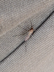 Coquillettidia perturbans