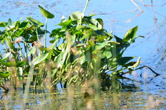 Pontederia cordata