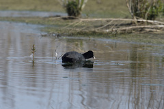 Fulica atra