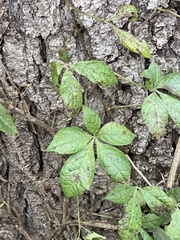 Parthenocissus