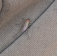 Coquillettidia perturbans