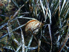Pinna nobilis