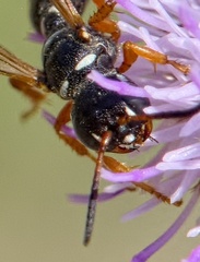 Cerceris interrupta
