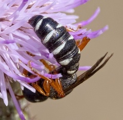 Cerceris interrupta