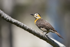 Colaptes campestris campestroides