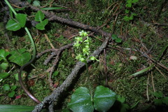 Neottia cordata