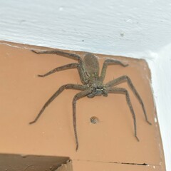 Heteropoda