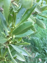 Myoporum tenuifolium