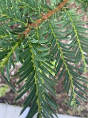 Taxus
