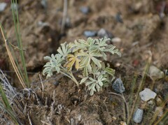 Sphaeralcea coccinea