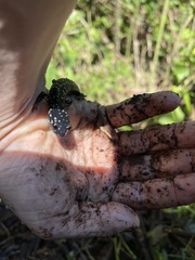 Plethodon glutinosus