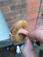 Xerocomellus chrysenteron