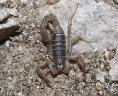 Paruroctonus silvestrii
