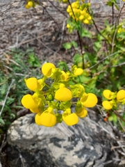 Calceolaria