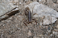 Paruroctonus silvestrii
