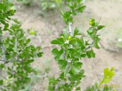 Schaefferia cuneifolia