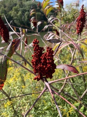 Rhus glabra