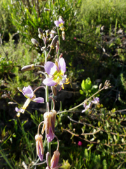 Heliophila cornuta squamata