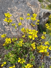 Calceolaria