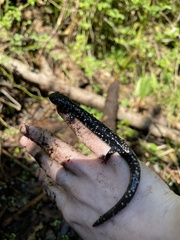 Plethodon glutinosus