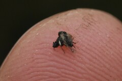Simuliidae
