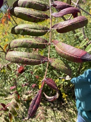 Rhus glabra